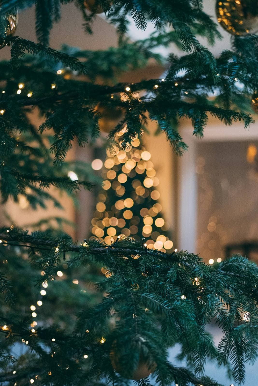 Tannenzweige mit Lichterkette vor beleuchtetem Weihnachtsbaum